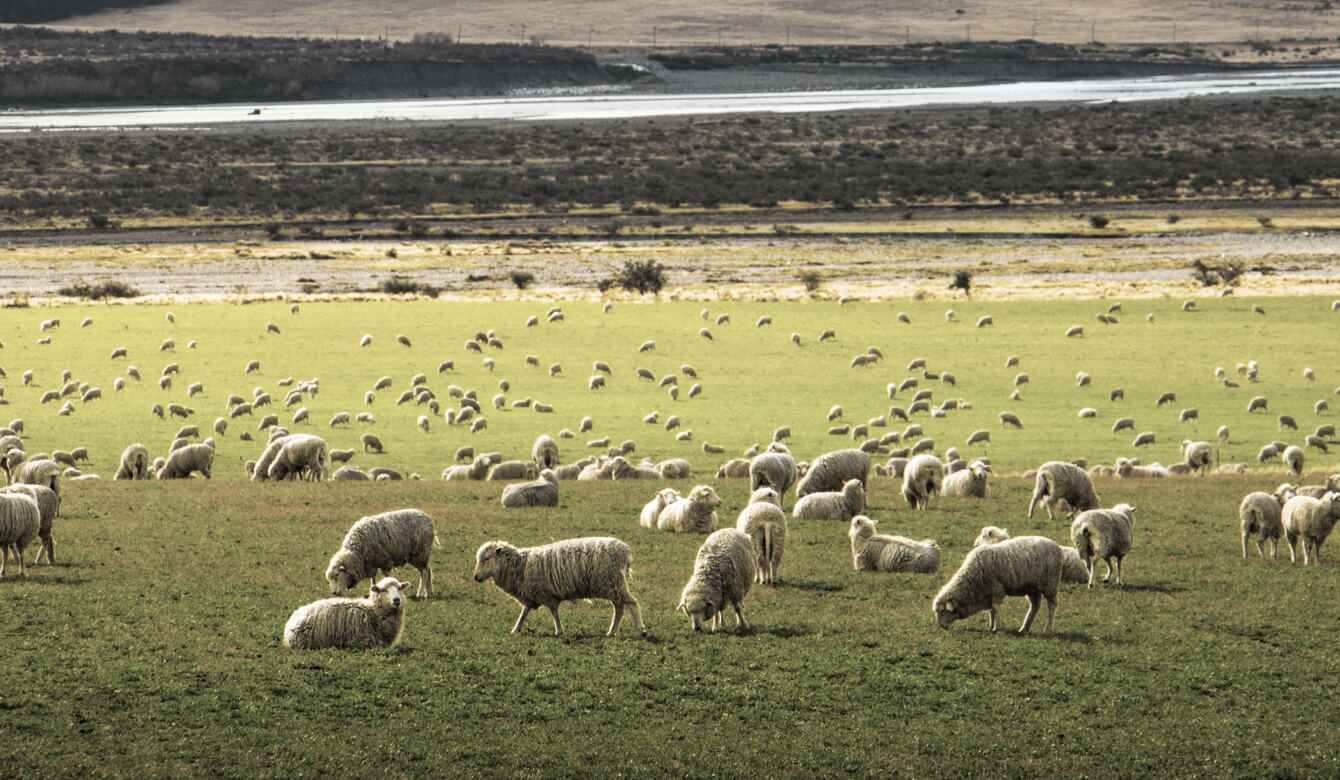 wool felt from real sheep