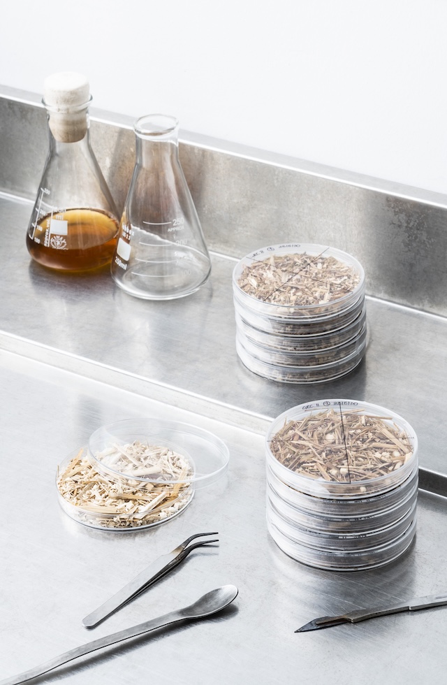 mycelium design technology mycelium design technology