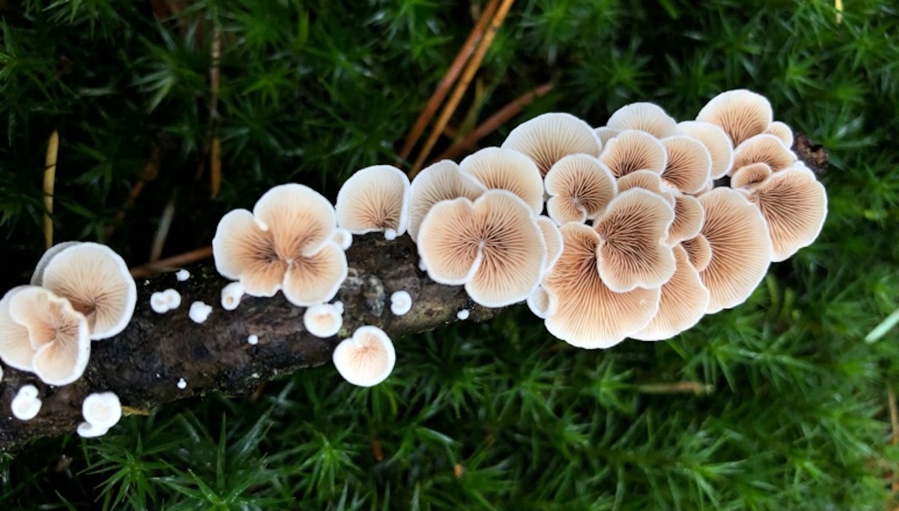mycelium is a natural material mycelium is a natural material