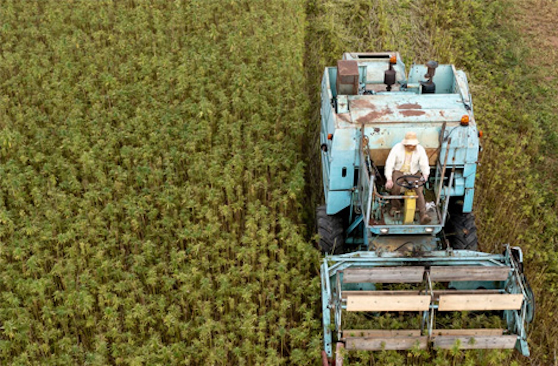 hemp grows with minimal water, thrives without pesticides, helps regenerate soil and as it matures it captures and stores co2 from the atmosphere.